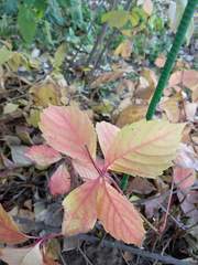 Parthenocissus