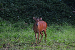 Cephalophorus natalensis