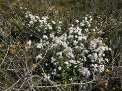 Olearia stellulata
