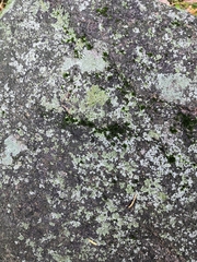 Fungi