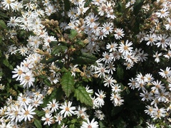 Olearia stellulata