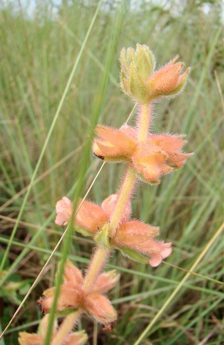 Sinningia allagophylla