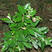 Litsea reticulata - Photo (c) Victor W Fazio III, algunos derechos reservados (CC BY-NC), subido por Victor W Fazio III