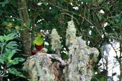 Pharomachrus fulgidus