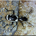 Anthia sexmaculata - Photo (c) Vogelfoto69, some rights reserved (CC BY-NC-ND)