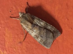 Diarsia canescens