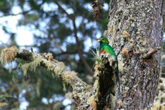 Pharomachrus fulgidus