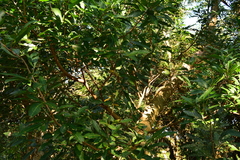 Allophylus natalensis