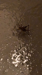 Tachycines asynamorus