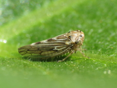 Agallia consobrina