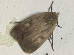 Sineugraphe oceanica