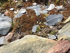 Phyllangium divergens