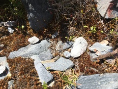 Phyllangium divergens