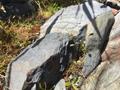 Phyllangium divergens