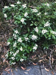 Olearia elliptica