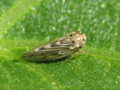 Agallia consobrina