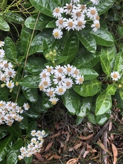 Olearia elliptica