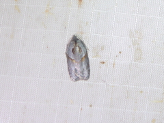 Acleris maculidorsana