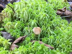 Galerina tibiicystis