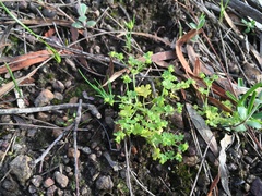 Hydrocotyle foveolata