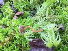 Galerina tibiicystis
