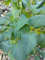 Syringa vulgaris