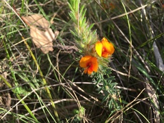 Pultenaea humilis