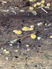 Dacrymyces corticioides