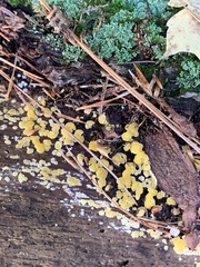 Dacrymyces corticioides