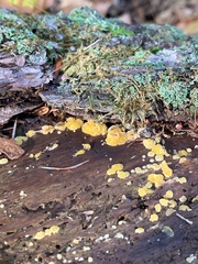 Dacrymyces corticioides