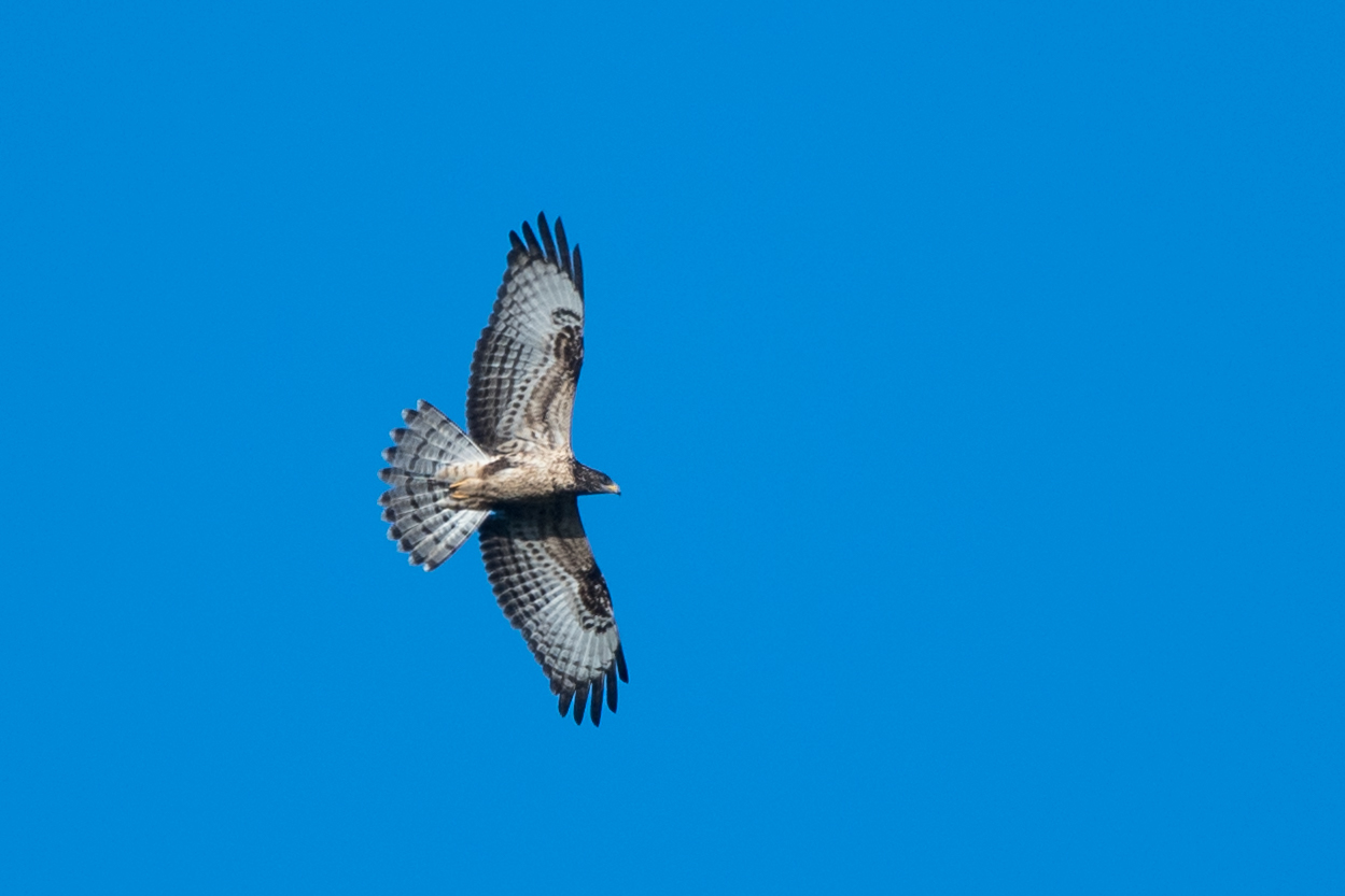 European Honey Buzzard