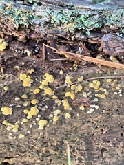 Dacrymyces corticioides