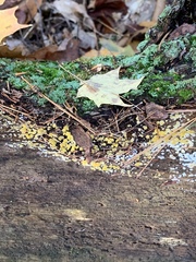 Dacrymyces corticioides