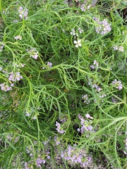 Cakile maritima baltica