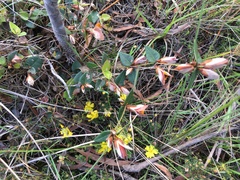 Platylobium obtusangulum