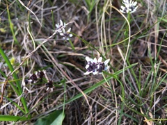 Wurmbea dioica