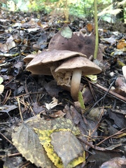 Fungi