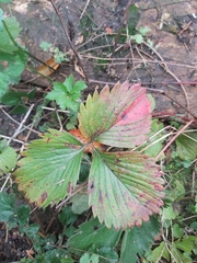 Fragaria × ananassa