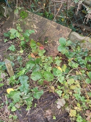 Fragaria × ananassa
