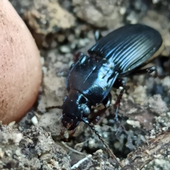 Abax parallelepipedus