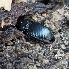 Abax parallelepipedus