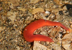 Nipponnemertes pulcher
