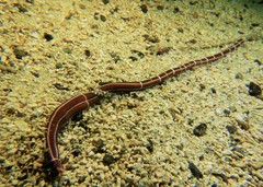 Tubulanus superbus