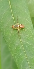 Bactrocera dorsalis