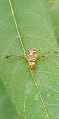 Bactrocera dorsalis
