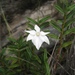 Angraecum coutrixii - Photo (c) Tiana Randriamboavonjy, some rights reserved (CC BY-NC), uploaded by Tiana Randriamboavonjy