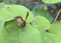 Polybia chrysothorax