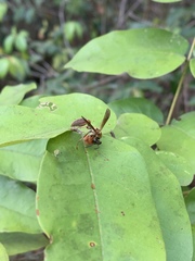 Polybia chrysothorax