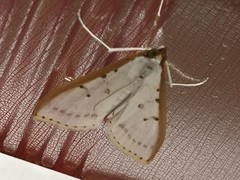 Palpita nigropunctalis