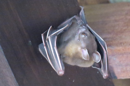 Lesser Short-nosed Fruit Bat, photo 10 of 10